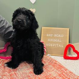 Boy 4 - Black and white male Aussiedoodle puppy in Saratoga Springs, New York from Rock Springs Australian Shepherds