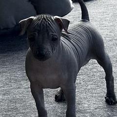 Xoloitzcuintli Puppies from Vineyardview Toy Xoloitzcuintle