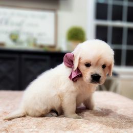 Violet - Light golden female Golden Retriever puppy in Deer Lodge, Tennessee from SelahGold