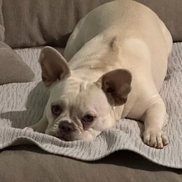 Mila - Cream female French Bulldog puppy in Clayton, California from Frenchie Luvbugs
