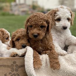 Goldendoodles from Small Town Doodles