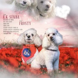 Poodle puppies from Sturmwolke German Shepherds