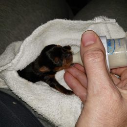 Yorkshire Terrier Puppies from LuvStruck Yorkies