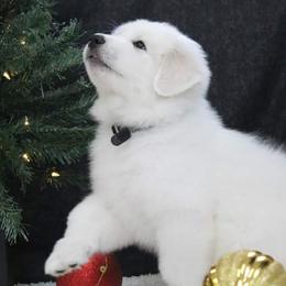 Great Pyrenees Puppies from Imac Great Pyrenees