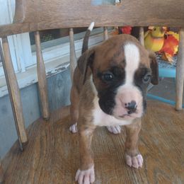Boxer Puppies from Appelachia Boxers
