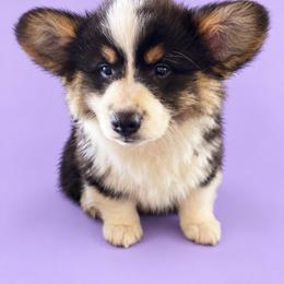 Splash - White and black male Pembroke Welsh Corgi puppy in Ramona, Oklahoma from Eden Farms Corgis