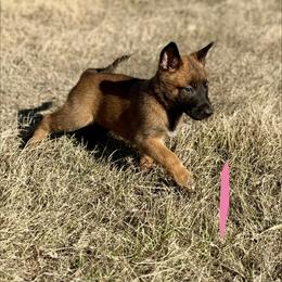 Meerkat - Fawn female Belgian Malinois puppy in Briggs, Texas from Madhouse’s Belgian Malinois and German Shepherds