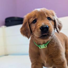 Sprigatito - Dark golden female Golden Retriever puppy in Minneapolis, Minnesota from Firestorm Goldens