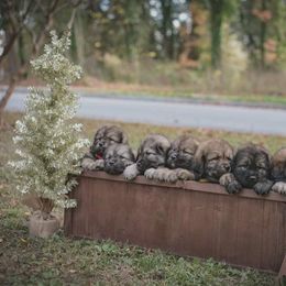 Neapolitan Mastiff and Tibetan Mastiff Puppies from Carolina Coastal Mastinos