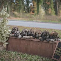 Neapolitan Mastiff and Tibetan Mastiff Puppies from Carolina Coastal Mastinos