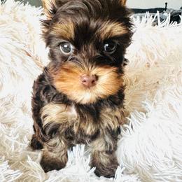 Choco - Chocolate and tan male Yorkshire Terrier puppy in Sterling, Colorado from Nikki’s Yorkies