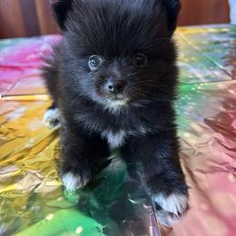 Cub - Black male Pomeranian puppy in Sout Gate, California from My Heavenly Poms