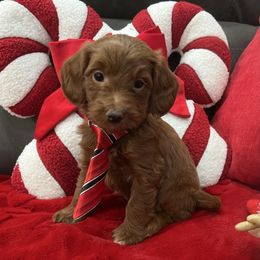 Woody - Red  male Goldendoodle puppy in The Woodlands, Texas from Gracie's Goldendoodles and Bernedoodles