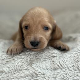 Cupcake - Cream male Dachshund puppy in Vancouver, Washington from Cascade Minis