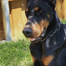 Doberman Pinschers from Aleyamma Dobermans
