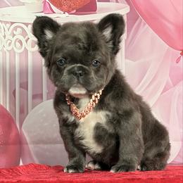 Marcie - Blue female French Bulldog puppy in Plano, Illinois from Velvet Fluffy Pups
