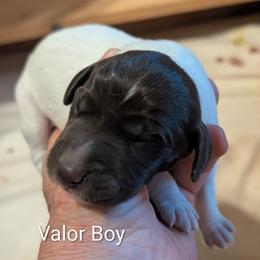Valor - Liver roan male German Shorthaired Pointer puppy in Boulder Creek, California from Paloma Vista Ranch