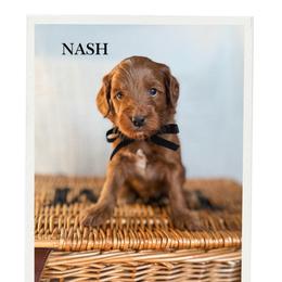 Nash - Red  male Goldendoodle puppy in New Harmony, Indiana from Cottonwood Farms