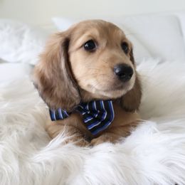 Odie - Cream male Dachshund puppy in Mc Donough, Georgia from Hot Diggity Doxies