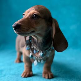 Axel - Cream male Dachshund puppy in Lincoln, Arkansas from Red Dirt Dachshunds
