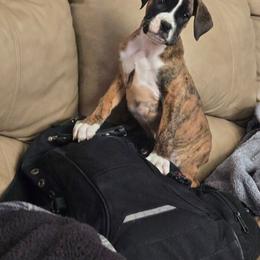 Brown Boy - Brindle male Boxer puppy in Woodstock, Virginia from Ashley Rhodes