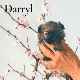 Shih Tzu puppies from Jazzie Shih Tzu