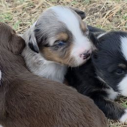 Harley - Blue merle male Miniature American Shepherd puppy in Leonard, Texas from Tin Roof Aussies