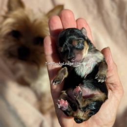 AKC Girl 1 - Black and gold female Yorkshire Terrier puppy in Greencastle, Indiana from Tiny Tushy Lodge
