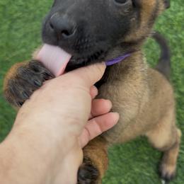 Purple Collar - Fawn female Belgian Malinois puppy in Trenton, Georgia from Laeknir K9