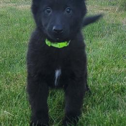 Girl 4 Green collar - Black female Belgian Sheepdog puppy in Green Bluff, Washington from Clawson Belgians
