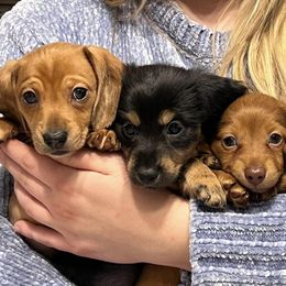 Dachshunds from 3C Miniature Dachshunds