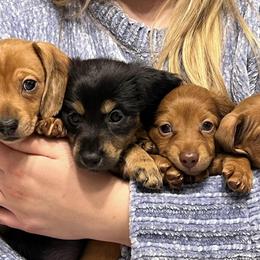 Dachshunds from 3C Miniature Dachshunds