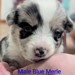 Boy 1 - Blue merle and white male Cardigan Welsh Corgi puppy in Chehalis, Washington from Triple B Corgis