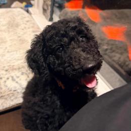 Mr. Orange - Black and white male Aussiedoodle puppy in Taylor, Missouri from Pawsitively Doodles