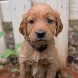 Purple - Dark golden female Golden Retriever puppy in Midland, North Carolina from Alger Farm, LLC