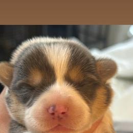 Pink - Blue female Pembroke Welsh Corgi puppy in Sturgis, Michigan from Eberle's Pembroke Welsh Corgis