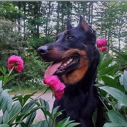 Beaucerons from WildGoose Beaucerons