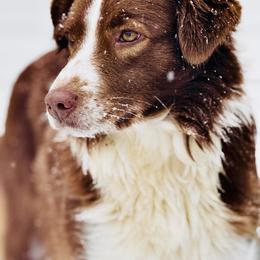 Ginger - Red tri-color female Australian Shepherd puppy in Springfield, Tennessee from Sugar Camp Aussies