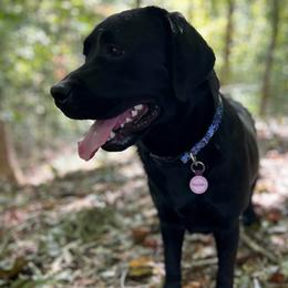 Keziah - Labrador Retriever