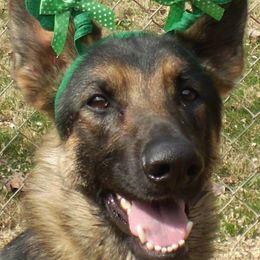 German Shepherds from Ceili Shepherds