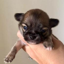 Harry - Fawn male Chihuahua puppy in Spring Hill, Florida from Stardom Chihuahuas & CKCS