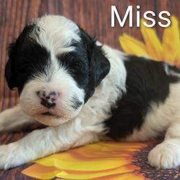 Miss Pink - Parti female Goldendoodle puppy in Lebanon, Pennsylvania from Robertson's Retrievers and Doodles