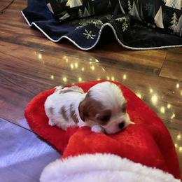 Cavalier King Charles Spaniel Puppies from SHANNON'S CAVALIERS
