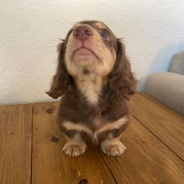 Dachshund Puppies from Hetu's Dachshunds