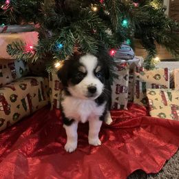 Miniature Australian Shepherd Puppies from Kehlani Falls Mini Aussie’s