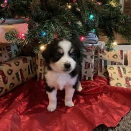 Miniature Australian Shepherd Puppies from Kehlani Falls Mini Aussie’s