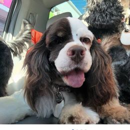 Latte - Cocker Spaniel