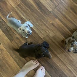 Dachshund Puppies from Honey Creek Doxies
