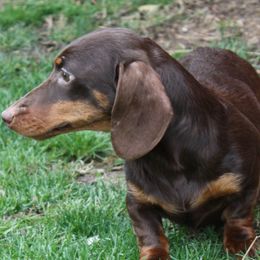 Tiramisu - Dachshund