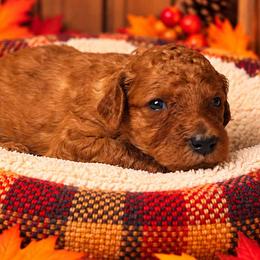 Girl 3 - Red  female Poodle puppy in Mc Henry, Illinois from Sunset Maple Poodles